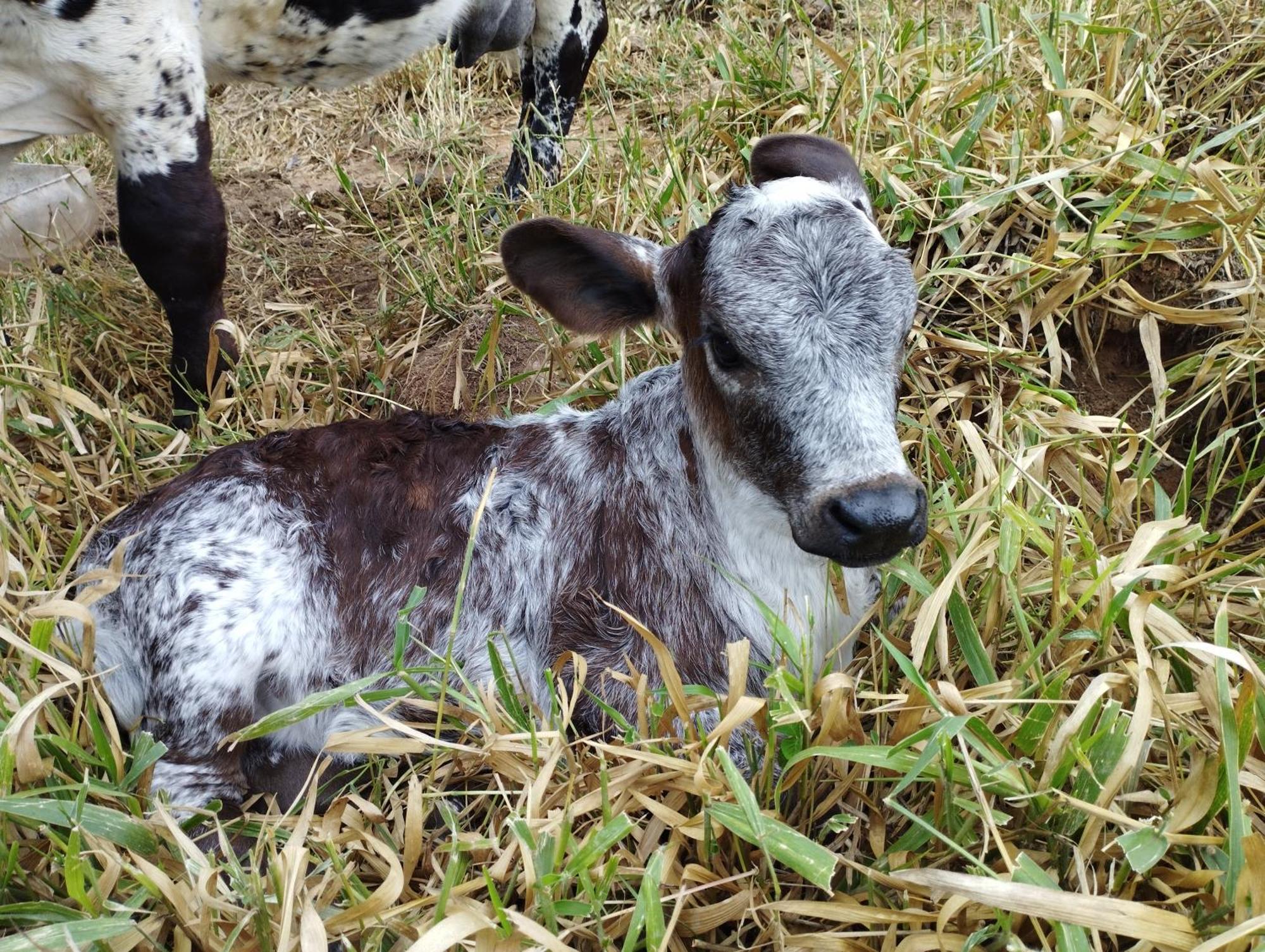 Вилла Rancho Maria Pimenta Жуанополис Экстерьер фото
